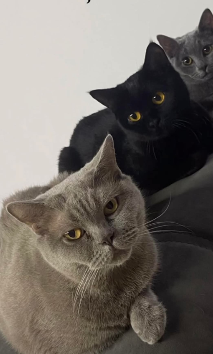 просто милые котики из сети, не хочу ничего видеть на медицинскую тему потому что :)