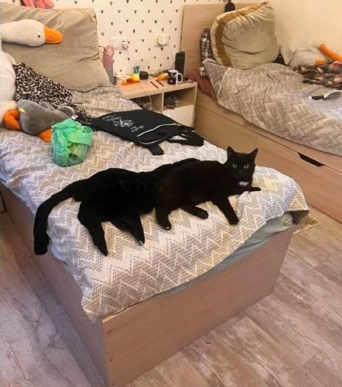 фальшиво-длинно-кот )))