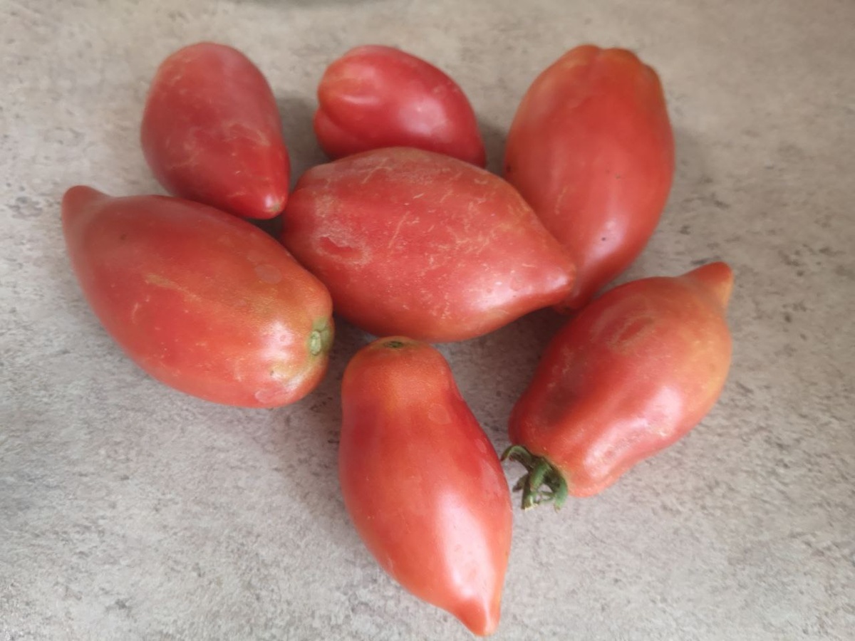 Гном Десперадо