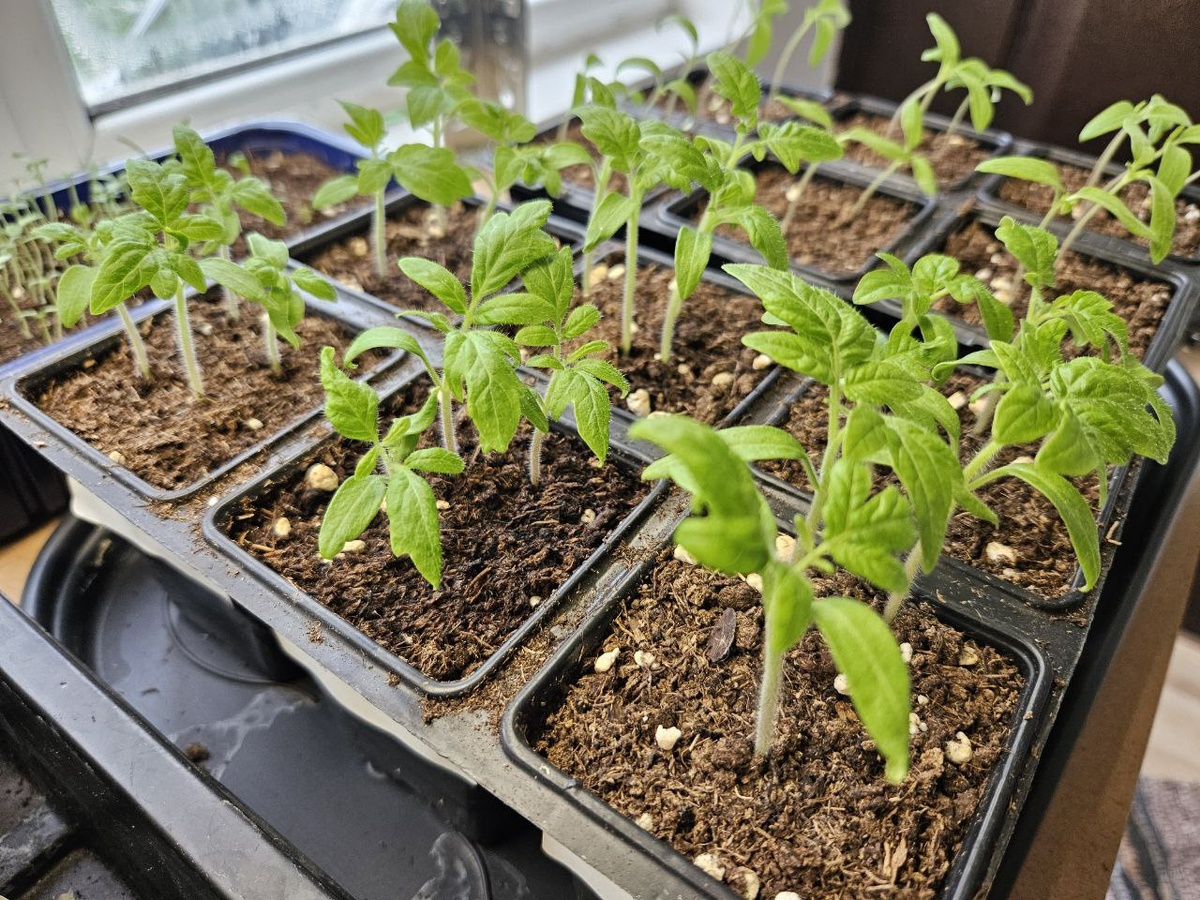 Рассада гномов 2025 в середине марта