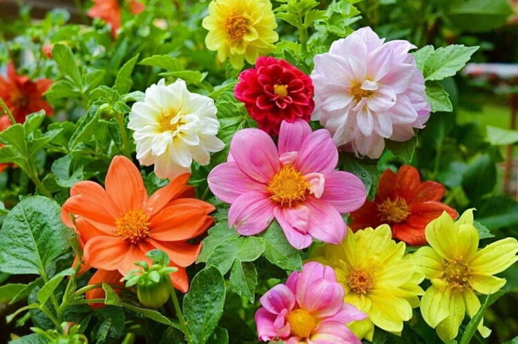 Георгины «Веселые Ребята»  📷
