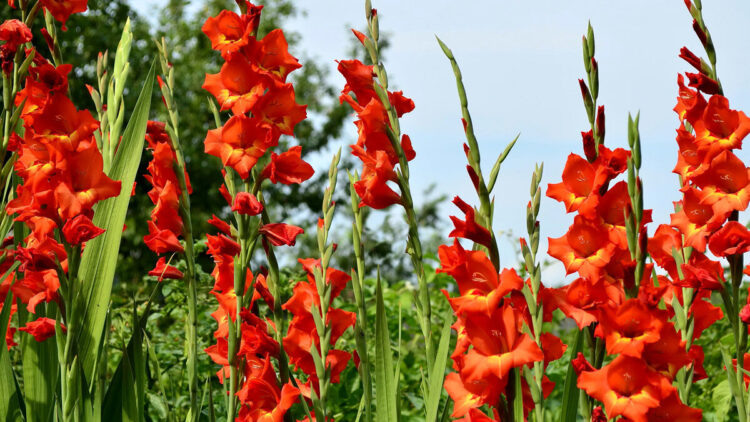 Гладиолусы «Красная Москва»  📷
