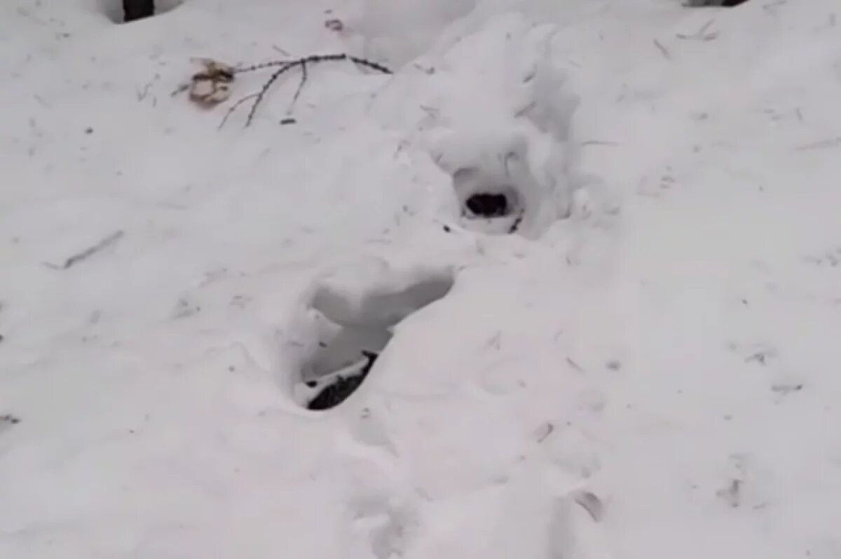    Медведи вышли из спячки в Бурятии