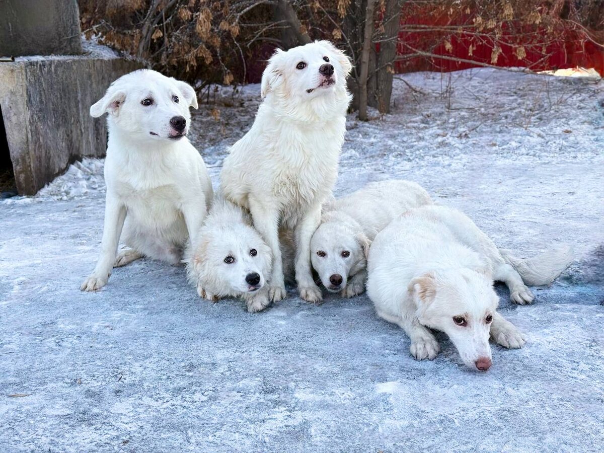 Щенки, выросшие в приюте Ананда