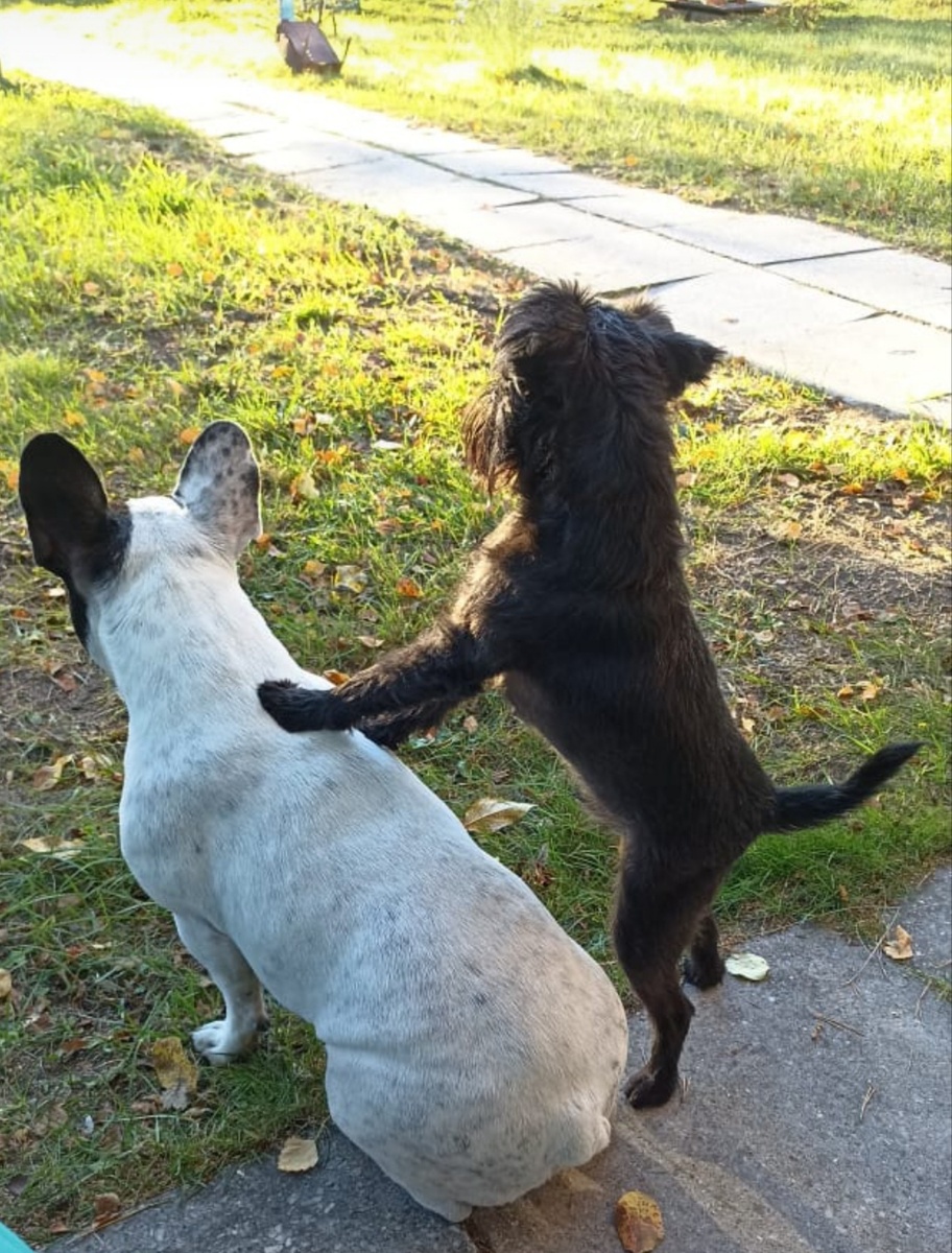 Мои дорогие "Тимон и Пумба". Грифон Магвай вечно посматривал одним косым глазом на бульдога, чтобы убедиться, что пора лаять, бежать или изображать бурную деятельность