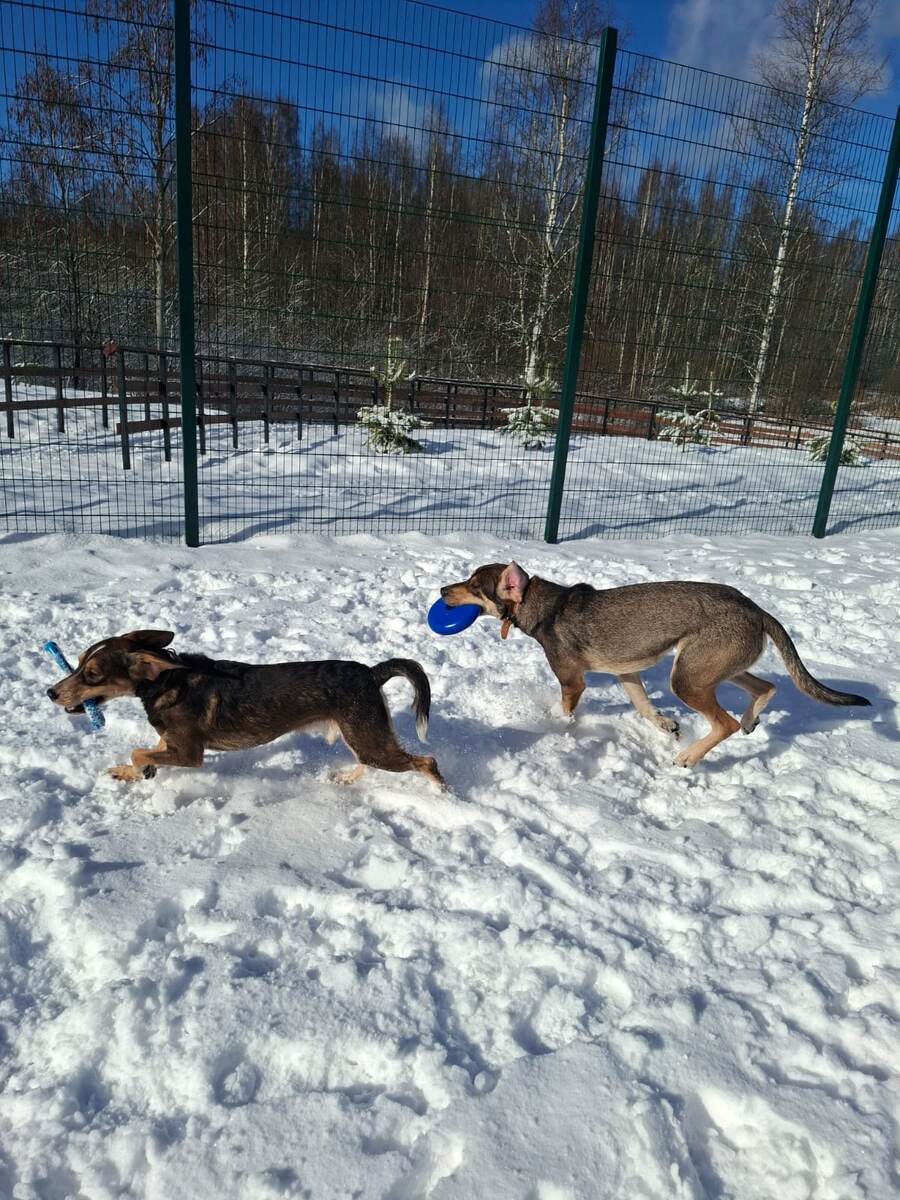 Бруно и Раф, на прогулке,попыток к бегству вроде нет.