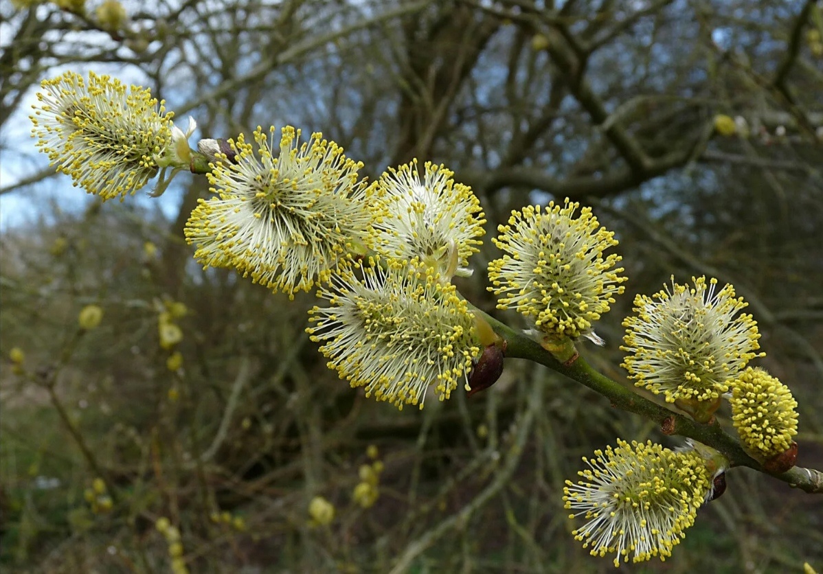 Ива зацвела