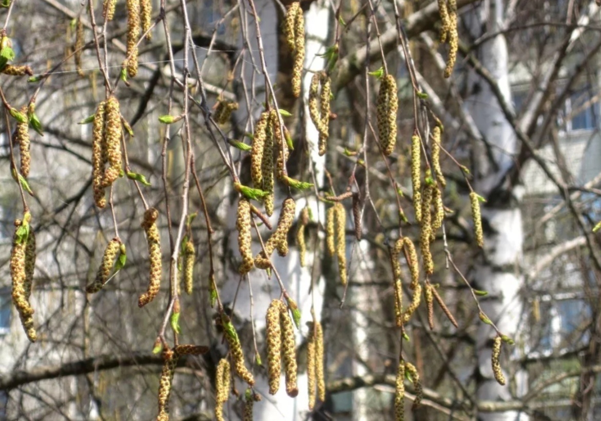 Цветёт береза