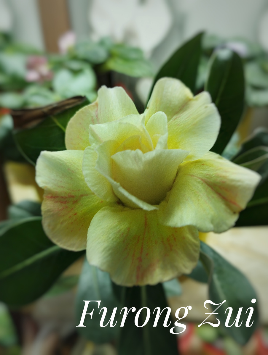 Это первое цветение в самом начале.