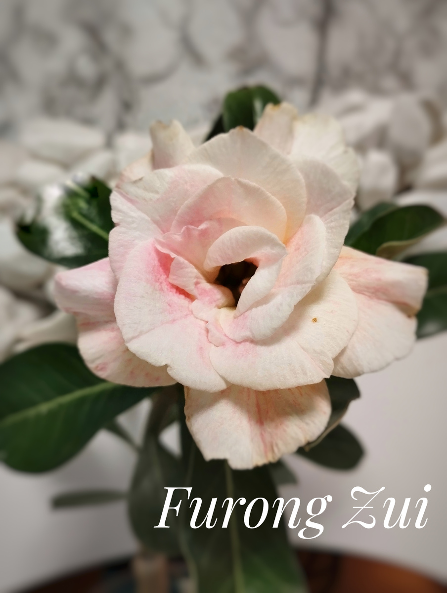 Первое цветение. Через пару дней после раскрытия цветочка его цвет изменился.