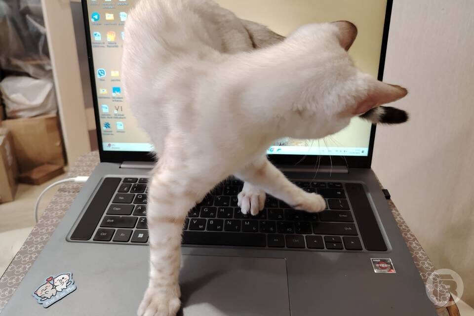    Фото: "Городские вести"