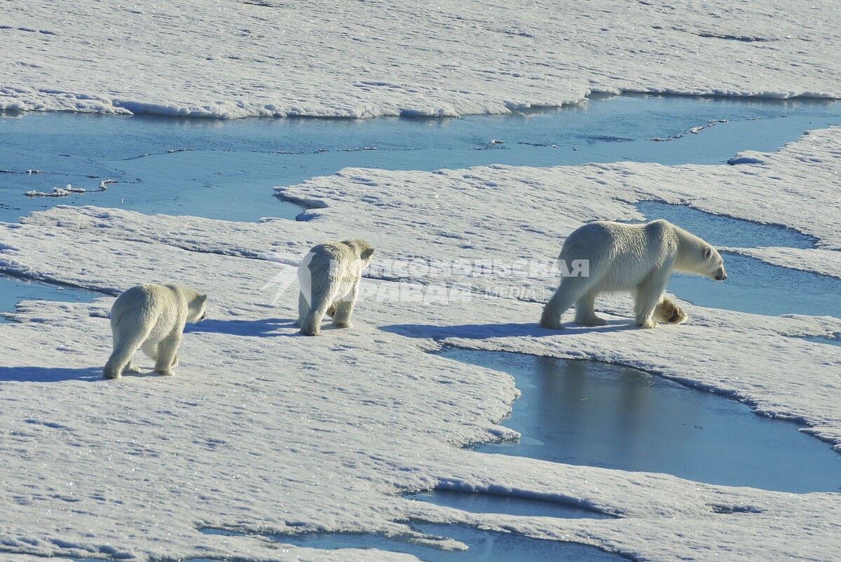    Секретные учения Северного ветра и скрытые угрозы в Арктике