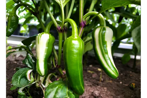 Фото с сайта продавца семян Мир перца