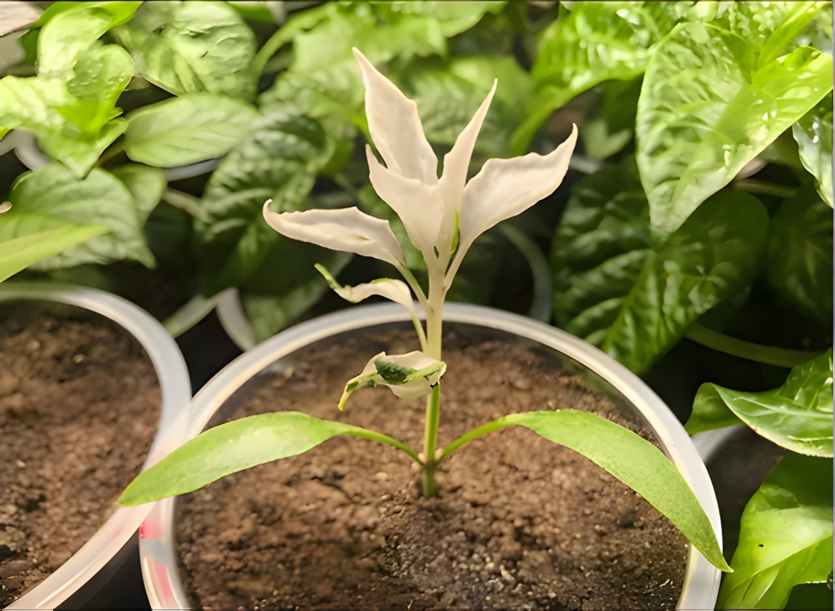 Фото с сайта продавца семян Мир перца