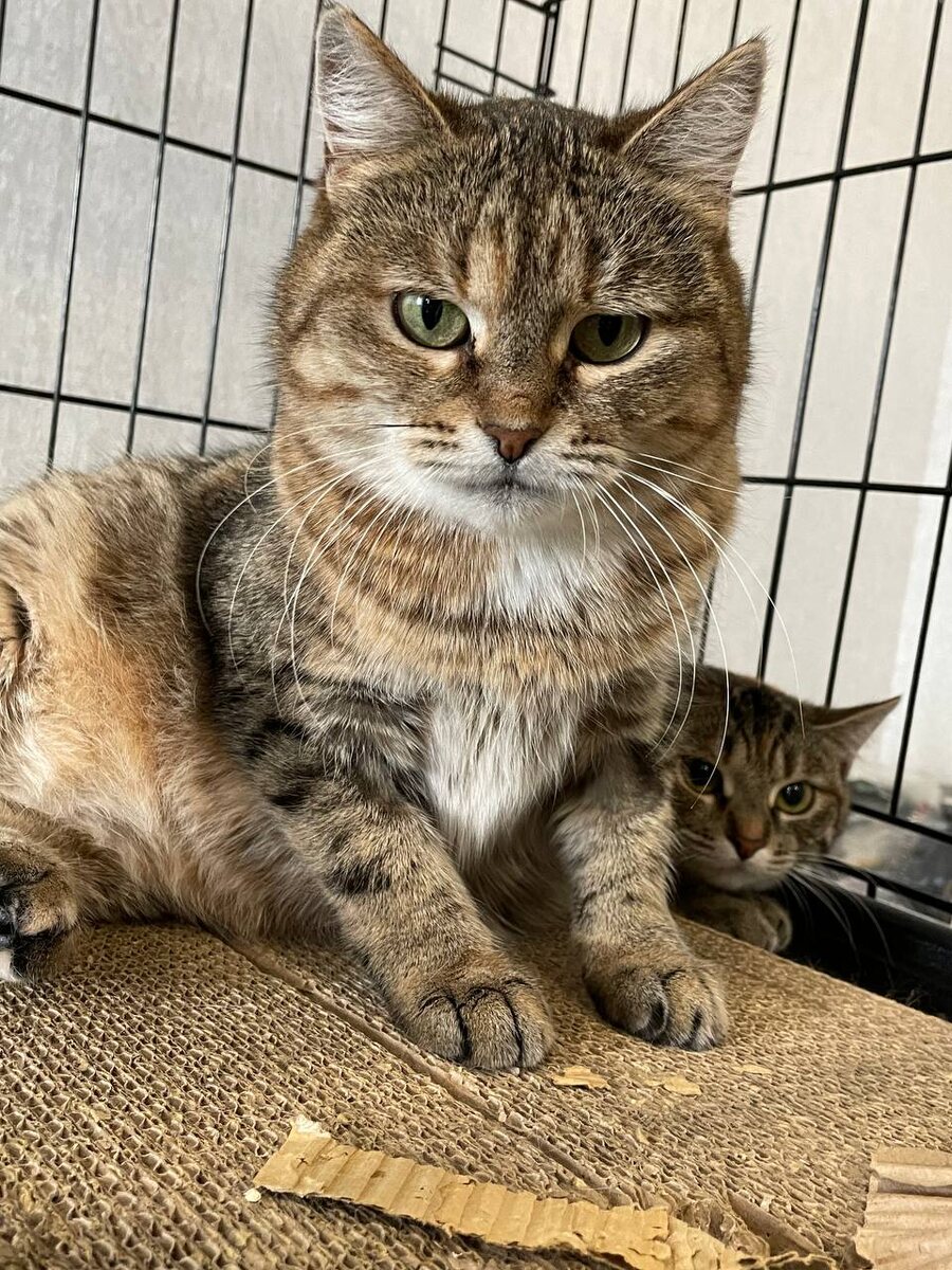 Куська и ее мать Ванесса. Фото из архива автора