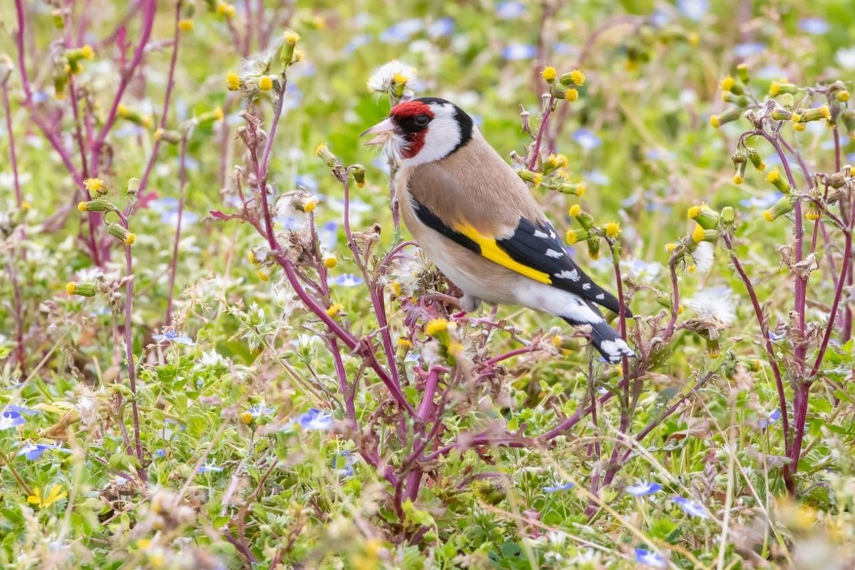 Фото: Telegram/Кавказский заповедник  📷
