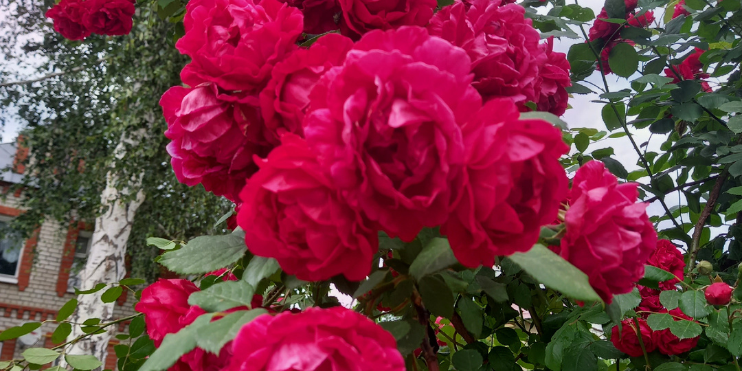 Как заставить плетистую розу выпустить как можно больше цветоносных побегов - весенний уход за рамблером