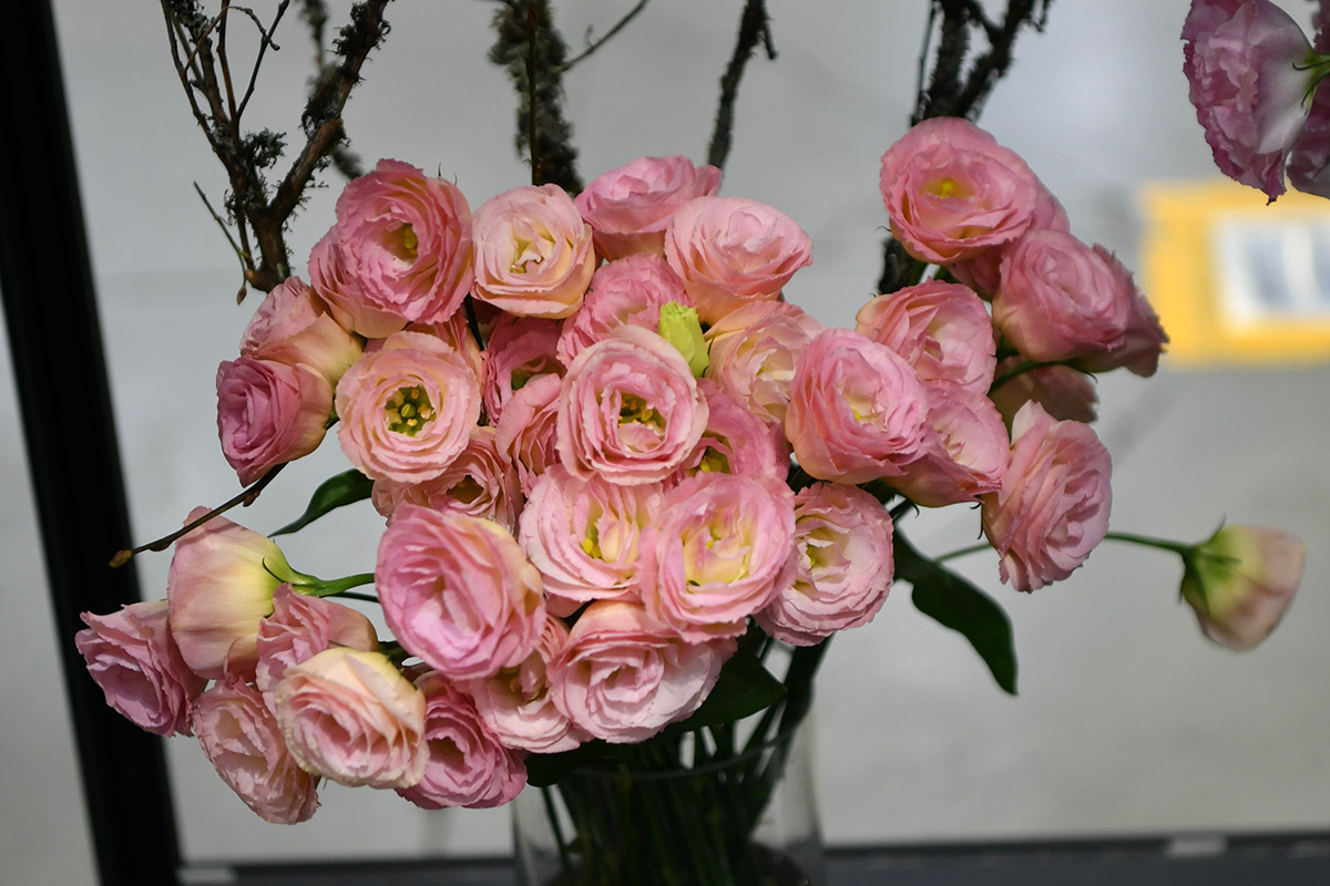 Chen Te / Shutterstock / FOTODOM📷Эустома похожа на розы и маки