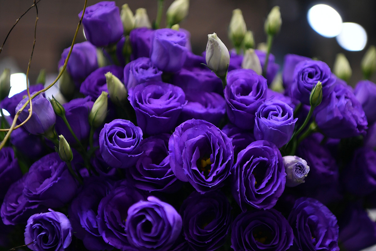 Chen Te / Shutterstock / FOTODOM📷Эустома Бореалис