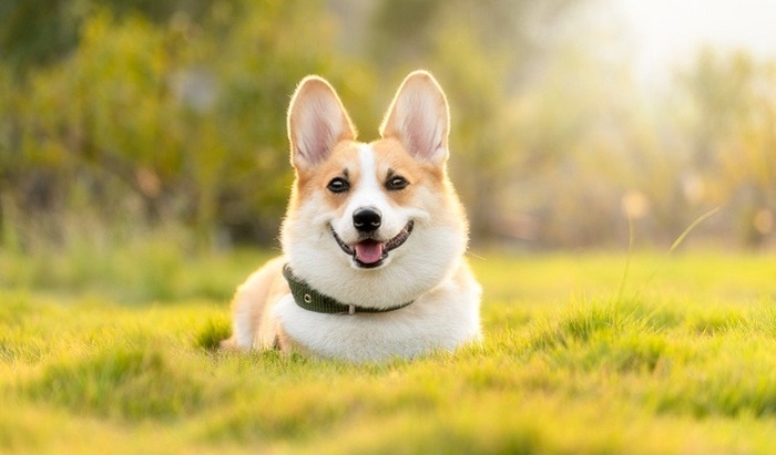    Почему люди все чаще заводят собак: мнение ученых