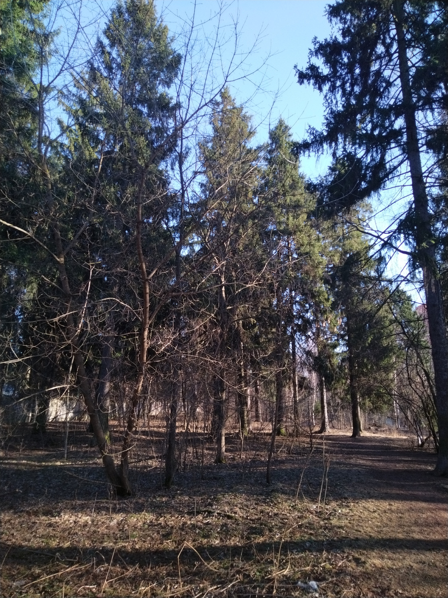 Верхний Комитетный лес