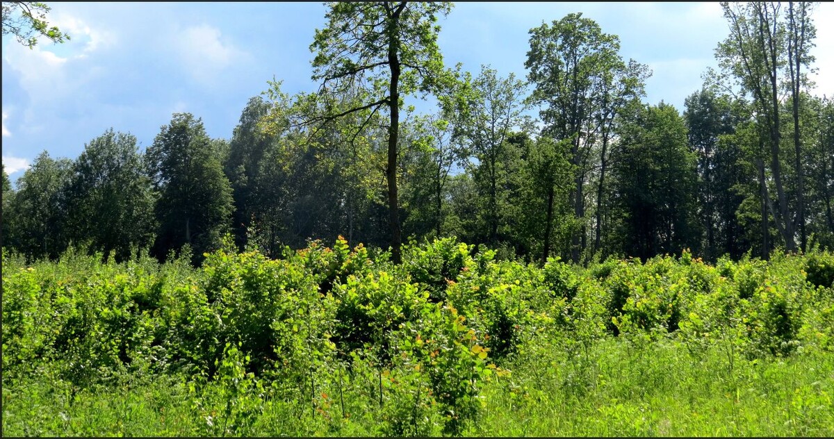 Опушка леса в районе старта отбора.