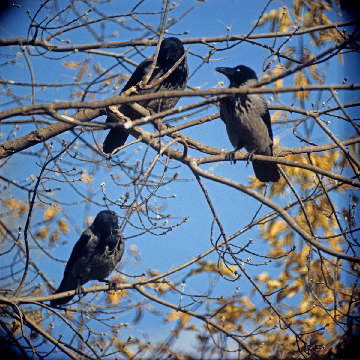 Фото из открытого источника.