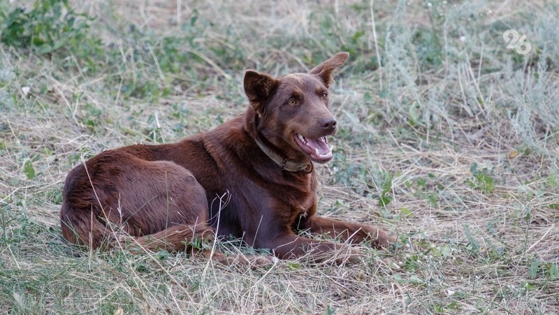      Фото: ИА «Победа26»