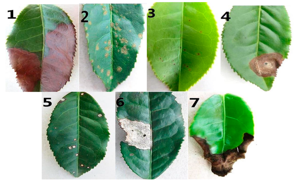 Болезни чайных листьев. www.mdpi.com