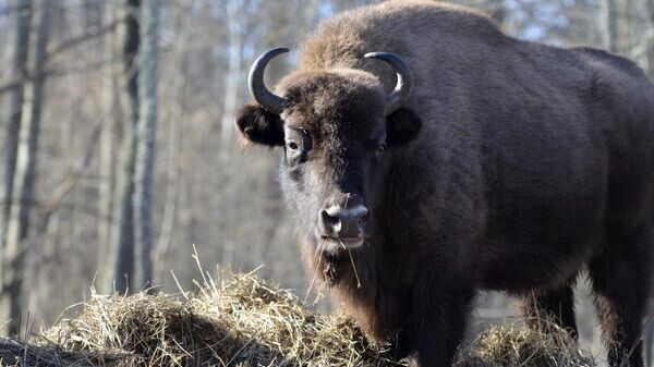    © Sputnik / Татьяна Федоренко