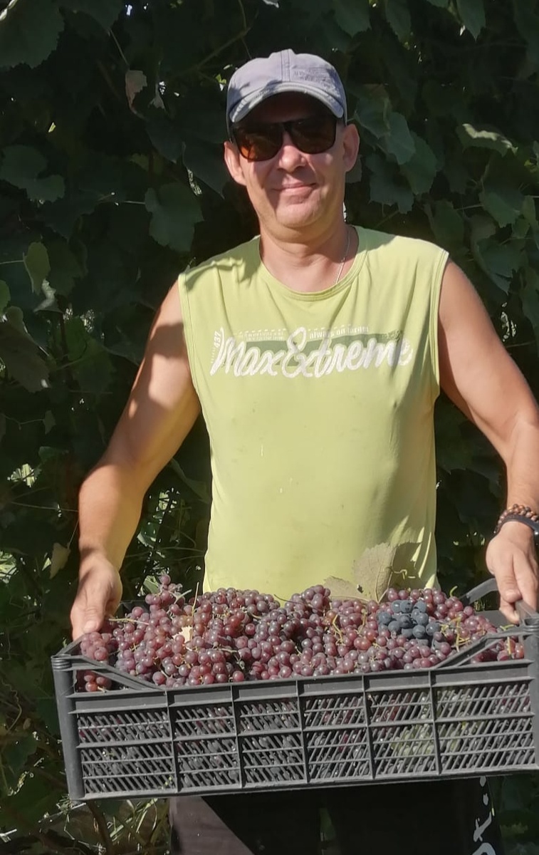 Уборка винограда - всегда приятное занятие