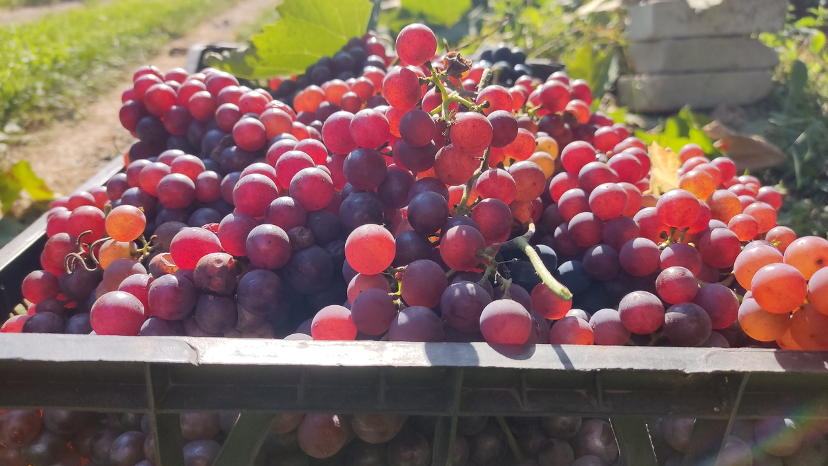 Собираю виноград в ящики