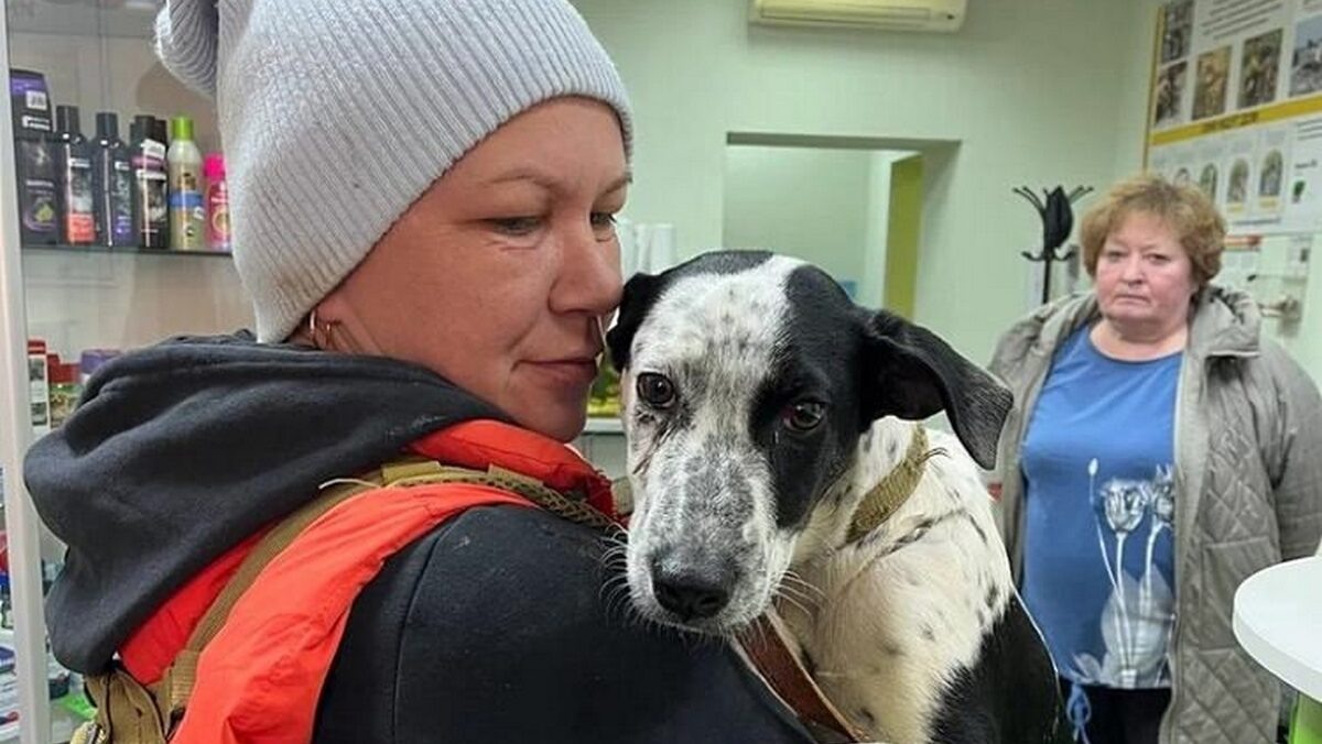    Спасённая собака Тася. Фото: приют «Дорога добра»