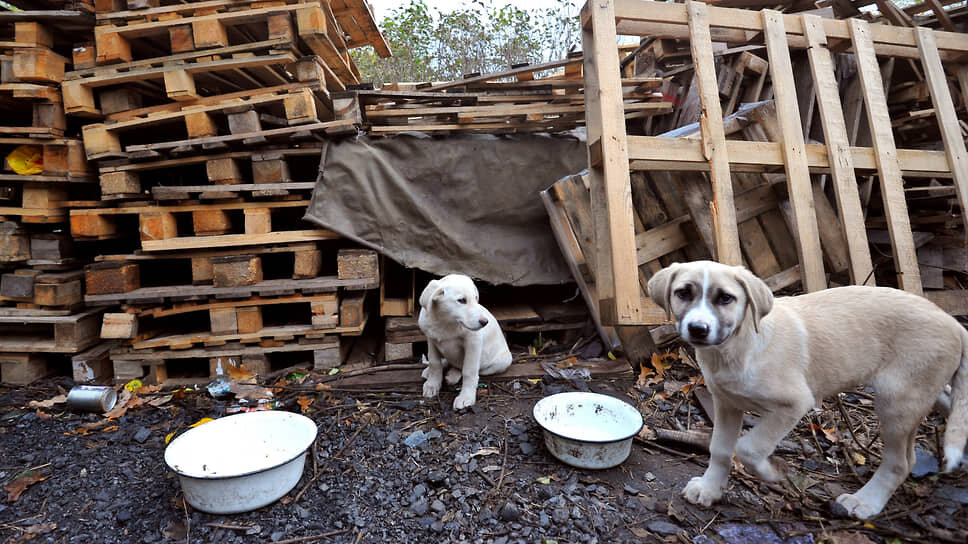 Фото: Денис Вышинский / Коммерсантъ