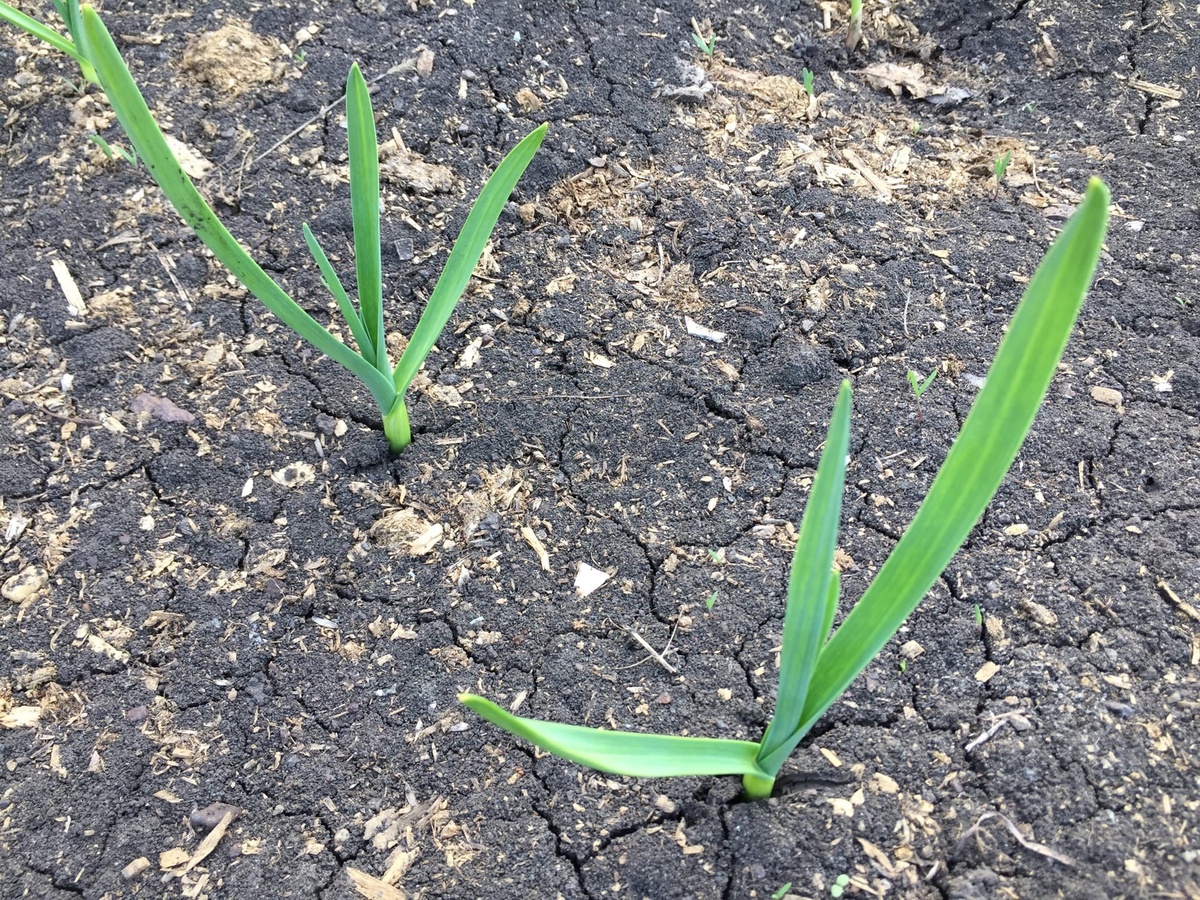 всходы чеснока