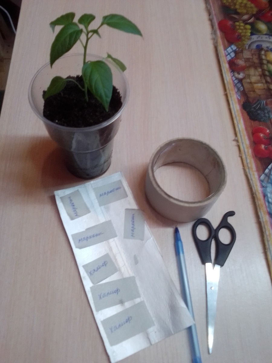 Самодельные наклейки для рассады. Фото автора 
