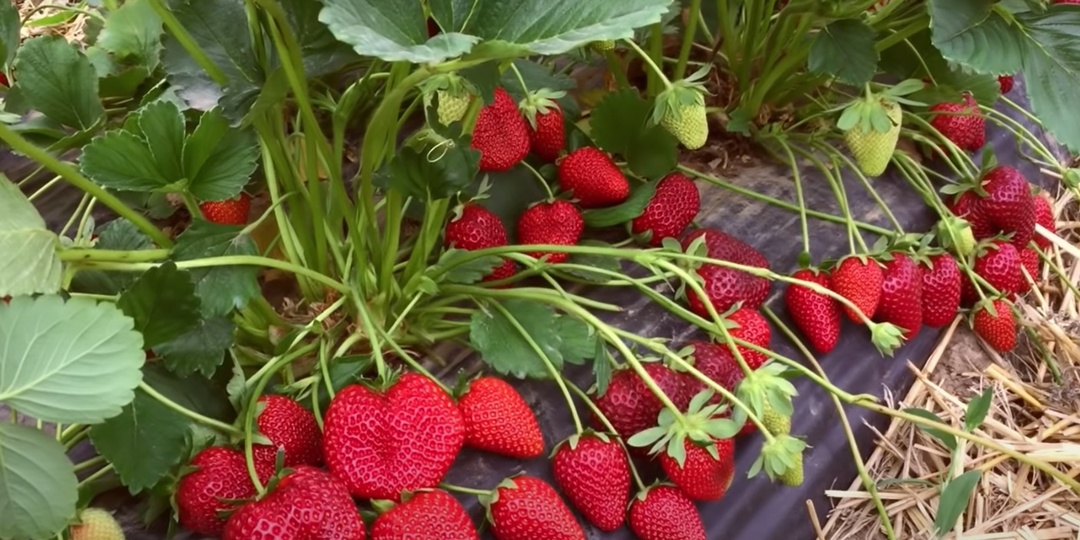 Важнейшая подкормка клубники после таяния снега: 5 Шагов к щедрому урожаю.