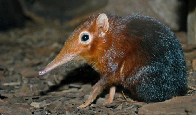 Гигантская белозубка