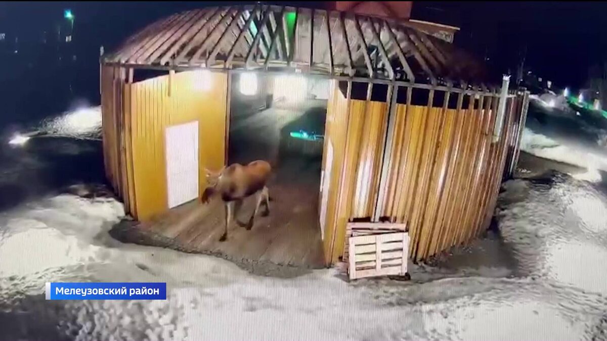    Любопытного лося заметили на территории завода в Башкортостане