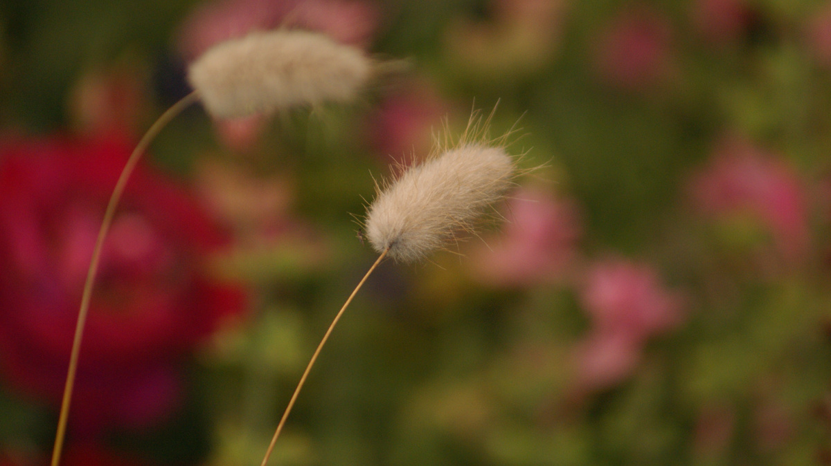 Лагурус или Зайцехвост в моём саду