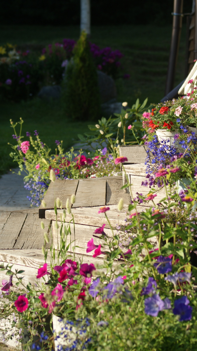 Лагурус в контейнерном саду