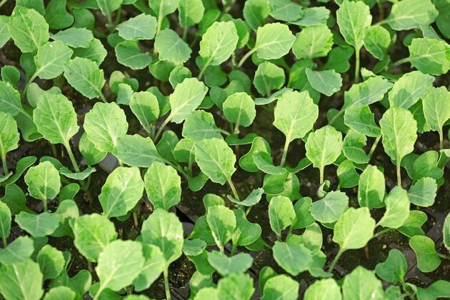 Семена капусты: какими они должны быть