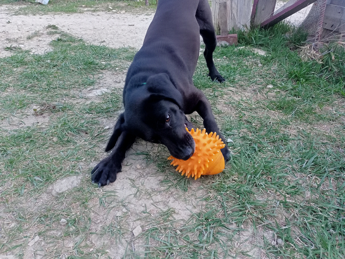 Вот он, зверина, на игрушках тренируется