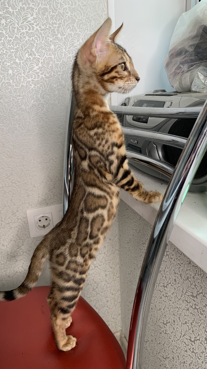 Вире 3 месяца