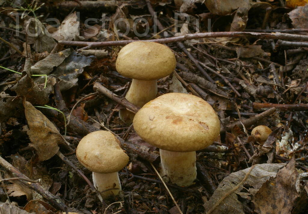 Хорошенькие! (фото И.Лебединского)