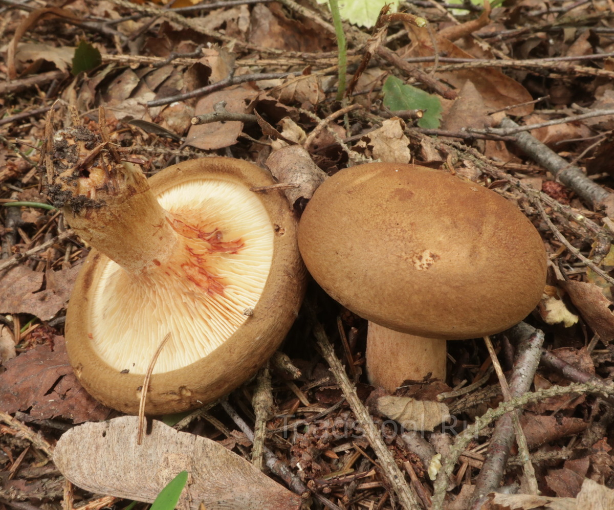 Краснота на контакте - вроде бы один из ярких признаков "свинушки тонкой в строгом смысле" (фото И.Лебединского)