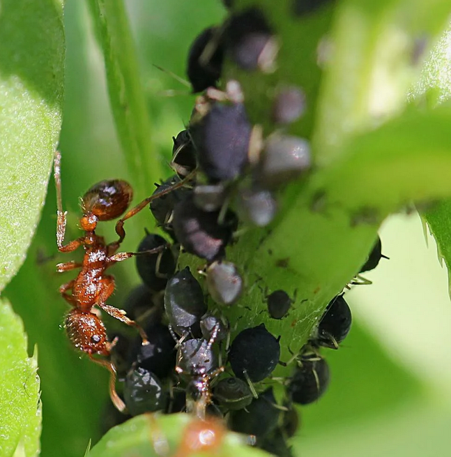 Тля и муравьи