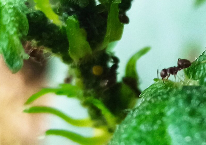 Тля на растении