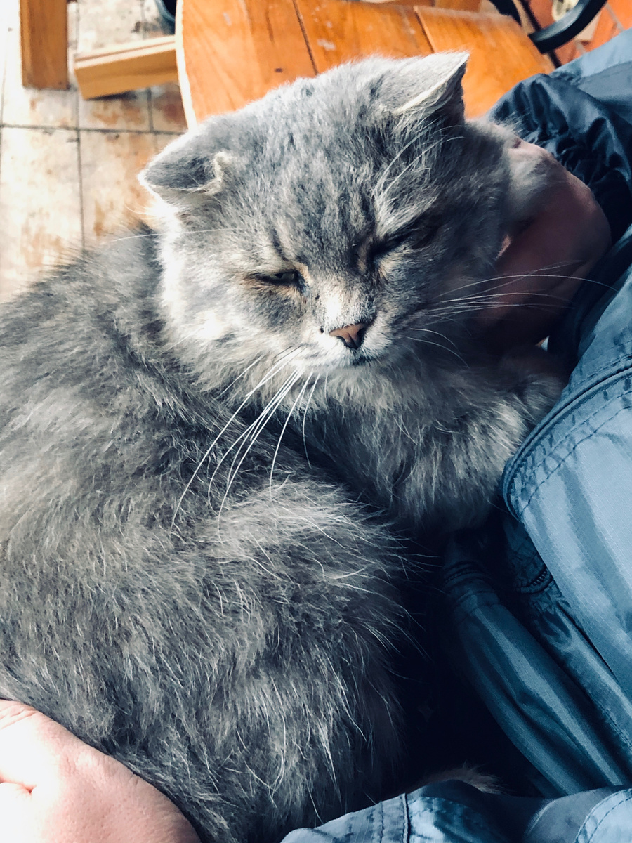 октябрь 2020 года. Филя на ручках у мужа. Везде фото автора.