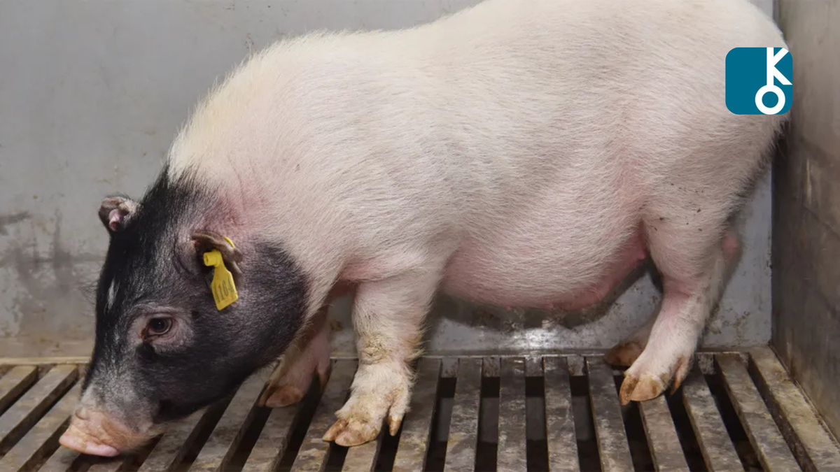 Эта генетически модифицированная миниатюрная свинья послужила донором печени для человека, у которого умер мозг.